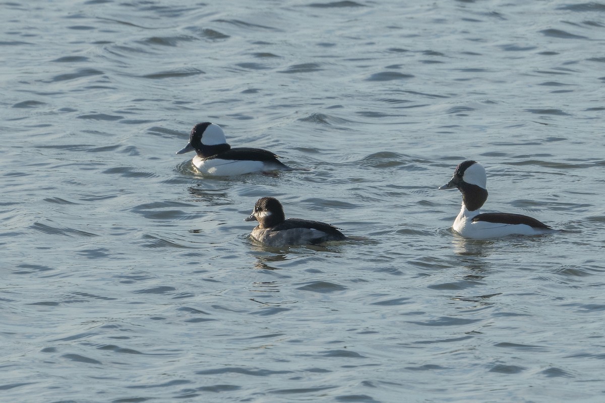 Bufflehead - ML541834411