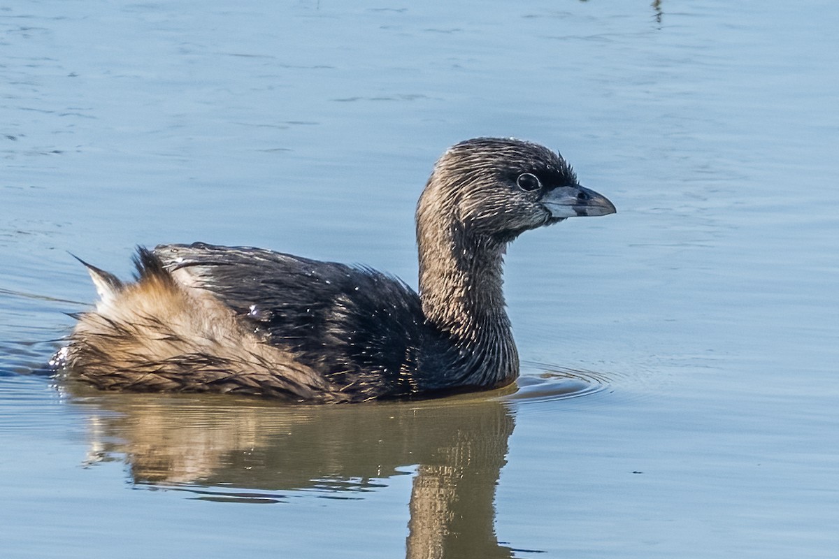 Pied-billed Grebe - ML541834501