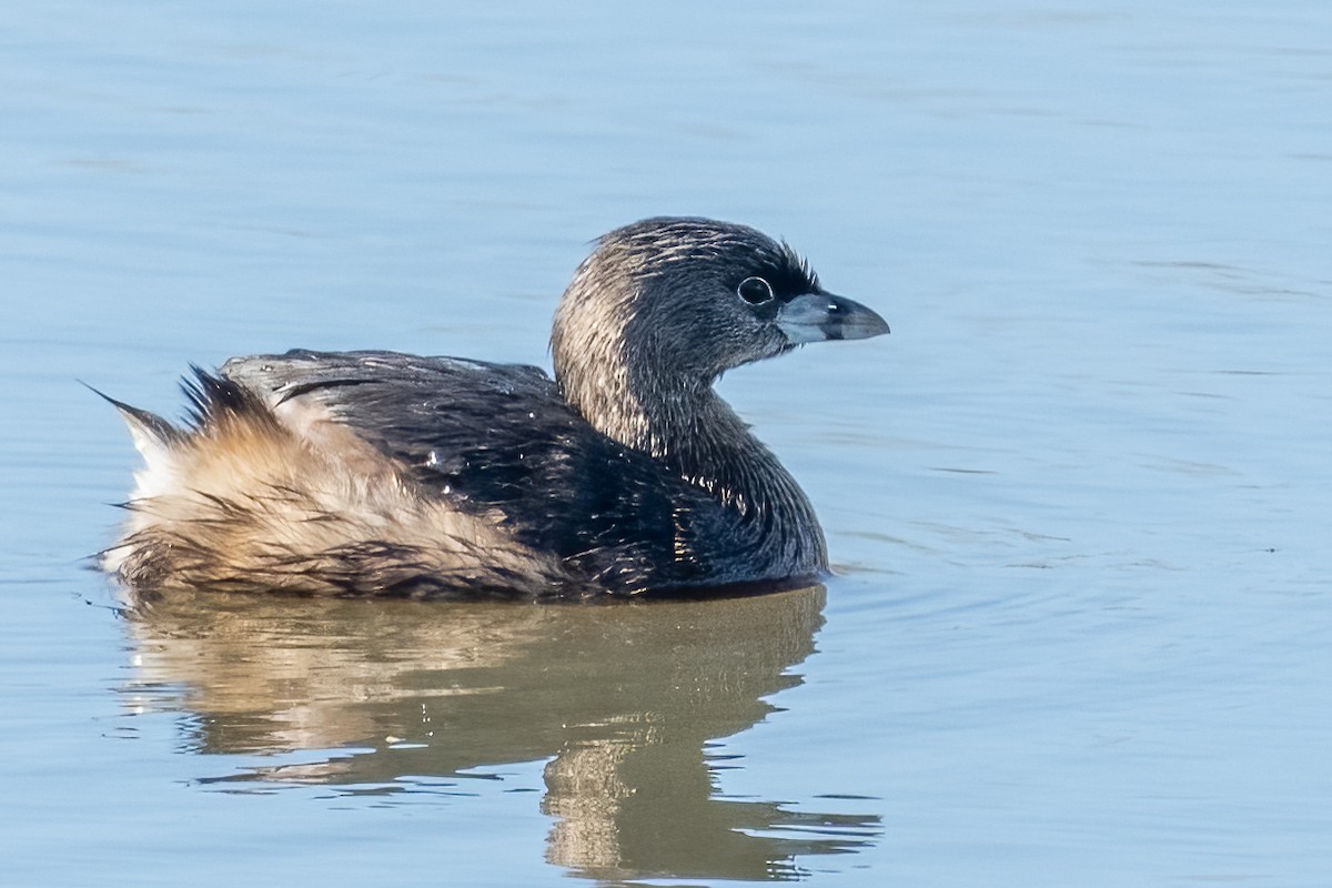 Pied-billed Grebe - ML541834511