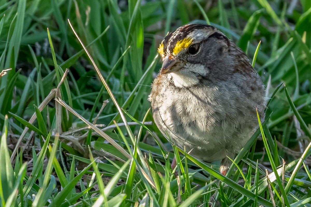 White-throated Sparrow - ML541836191