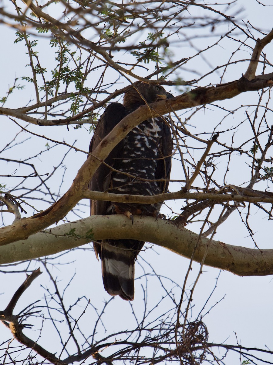 Crowned Eagle - Brigitte Tombers