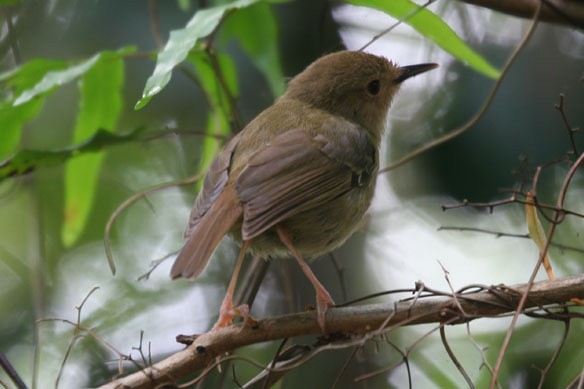 Atherton Scrubwren - ML541837981