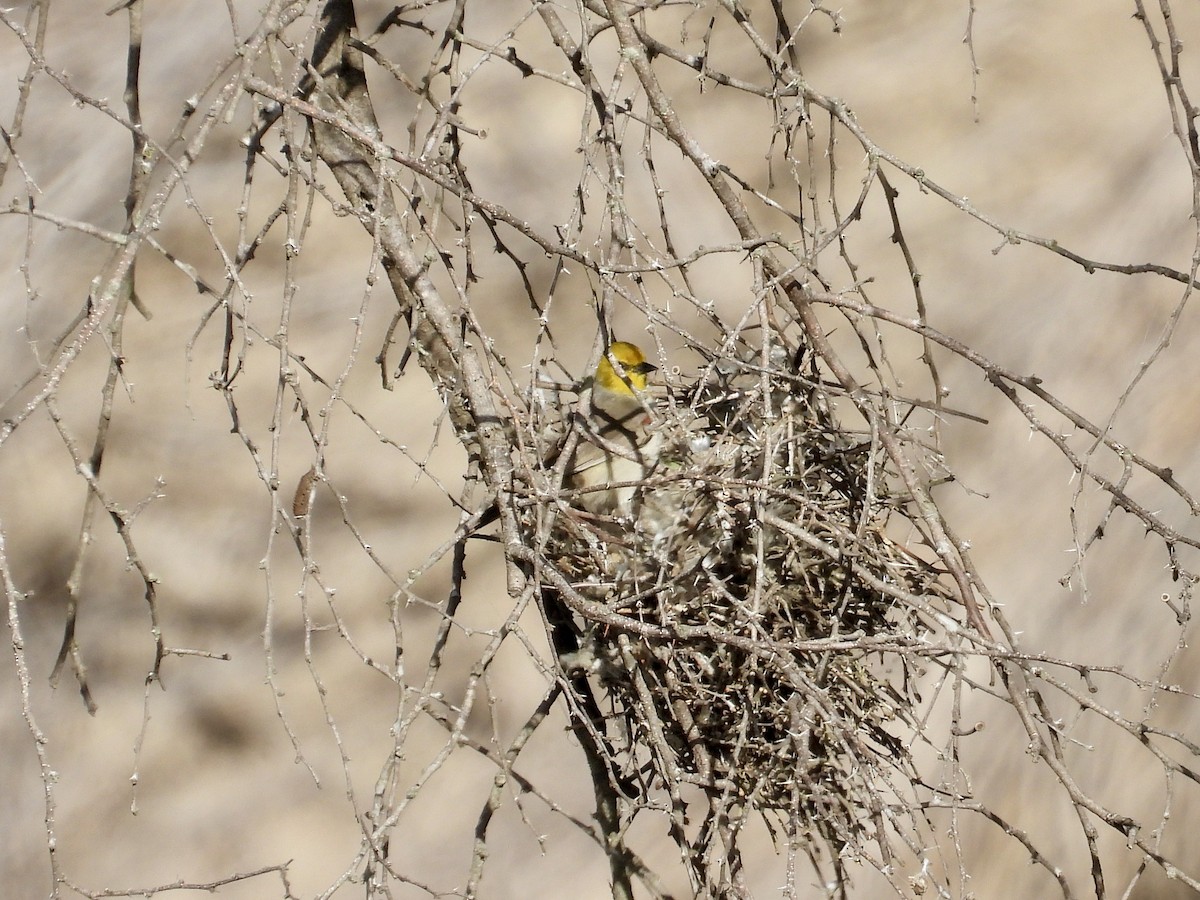 Verdin - ML541839071