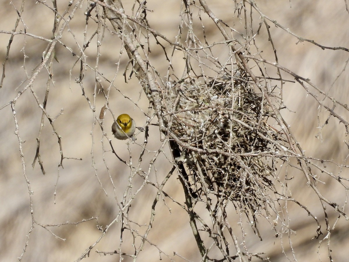 Verdin - ML541839081