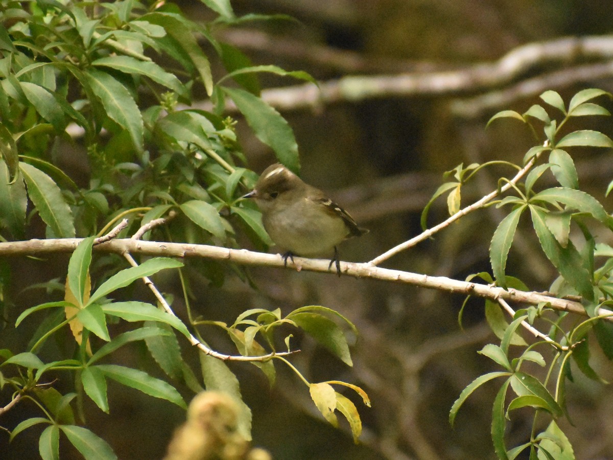 White-crested Elaenia - ML541839181