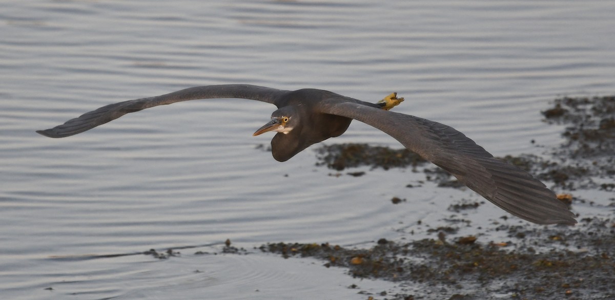 Western Reef-Heron - ML541839211