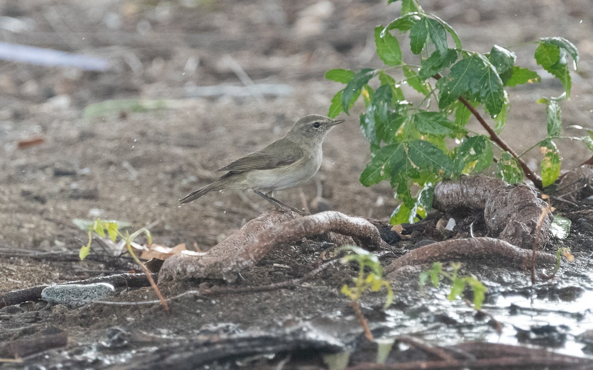 Common Chiffchaff - ML541839741