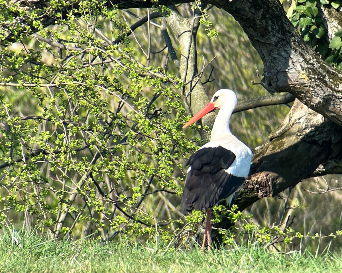 White Stork - ML541840391