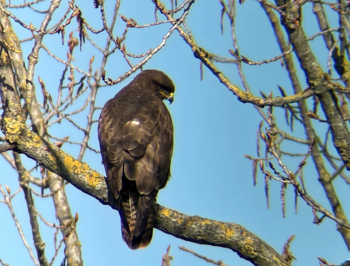 Common Buzzard - ML541840481