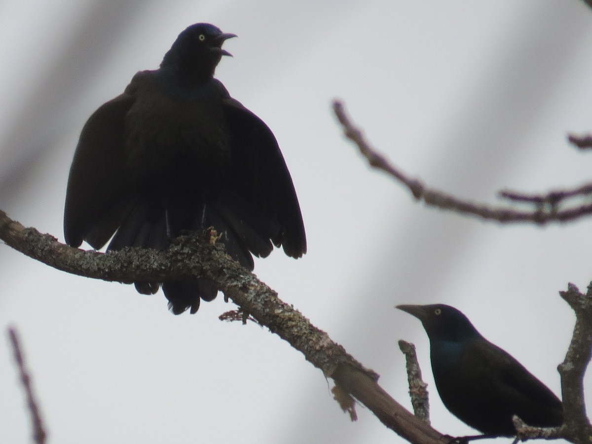 Common Grackle - ML541841161