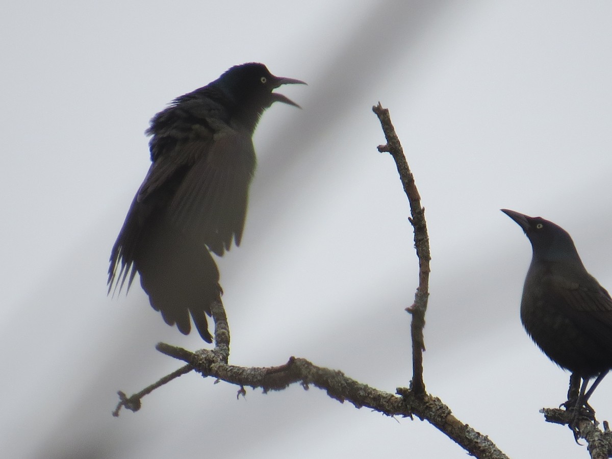 Common Grackle - ML541841211