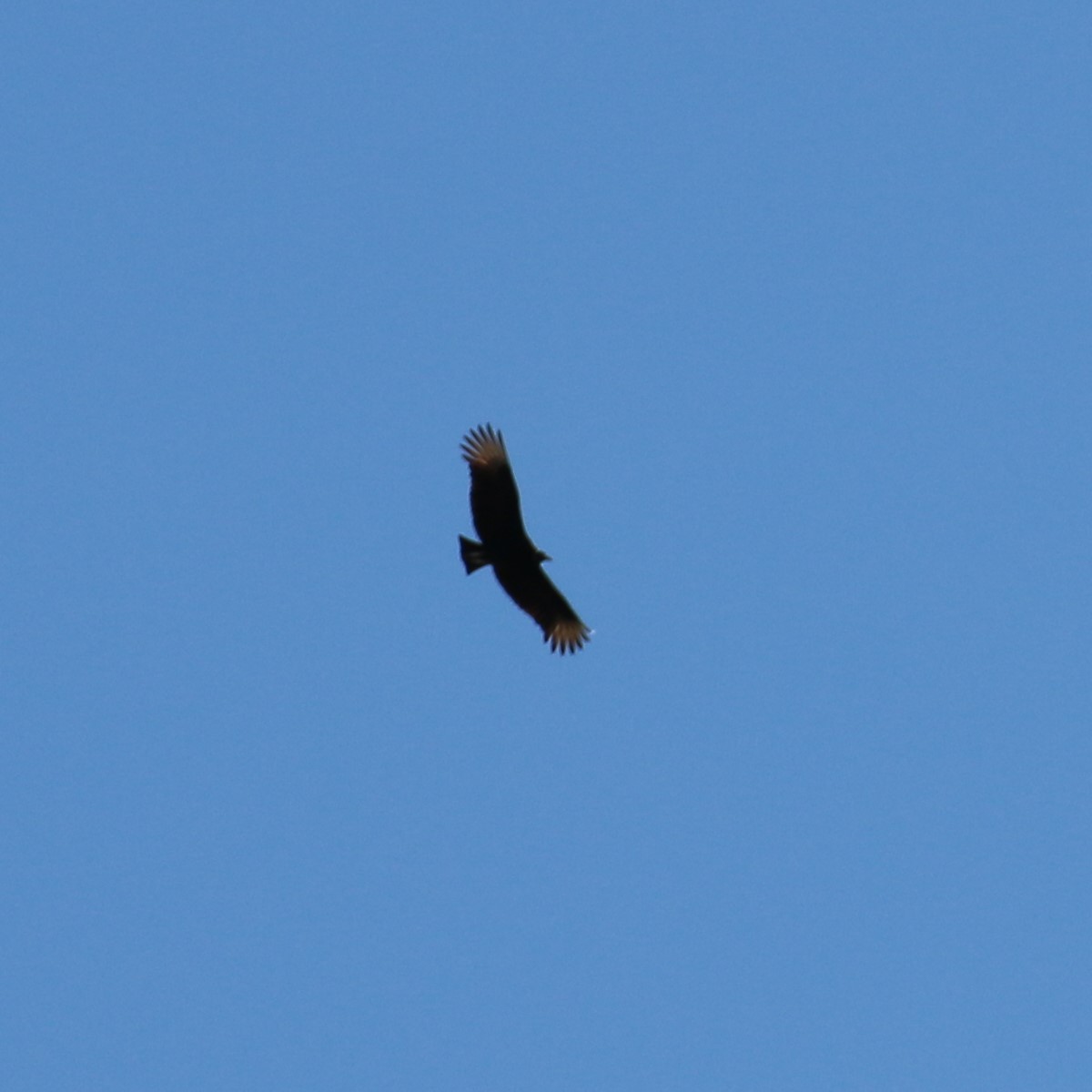 Black Vulture - ML541841491