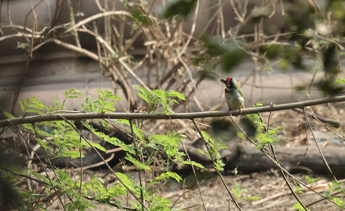 Coppersmith Barbet - ML541841501