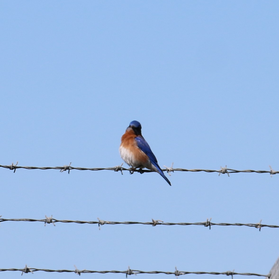Eastern Bluebird - ML541841601