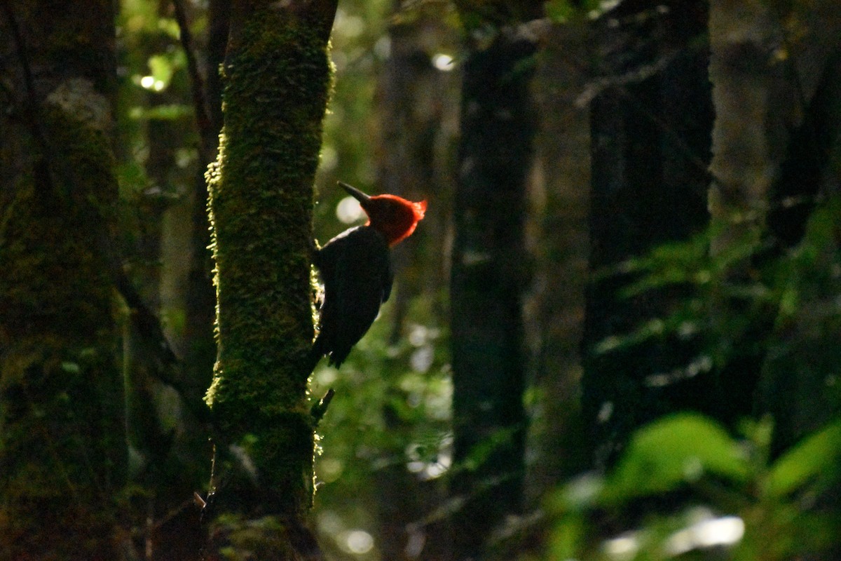 Magellanic Woodpecker - Pablo Fishwick Mella