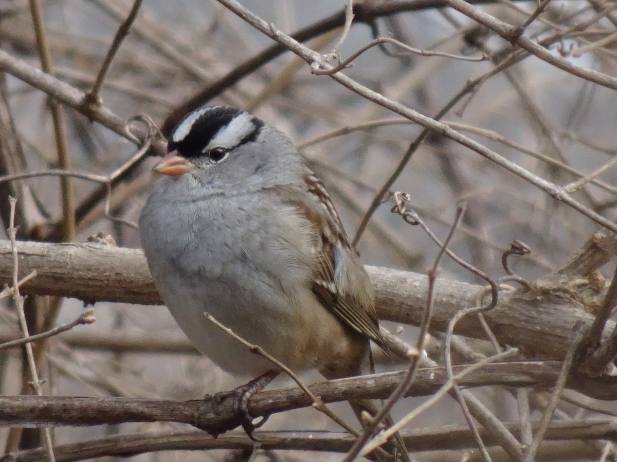 White-crowned Sparrow - Randy Coons