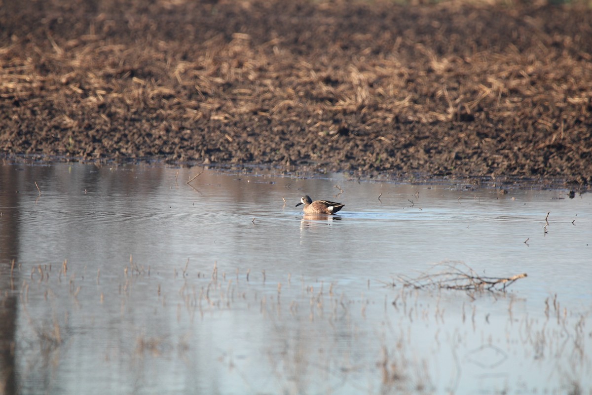 Blue-winged Teal - ML541843211