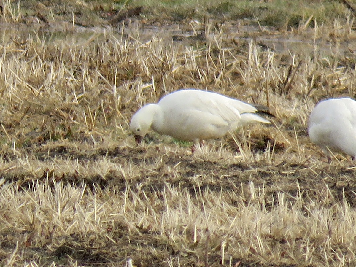 Ross's Goose - ML541843331