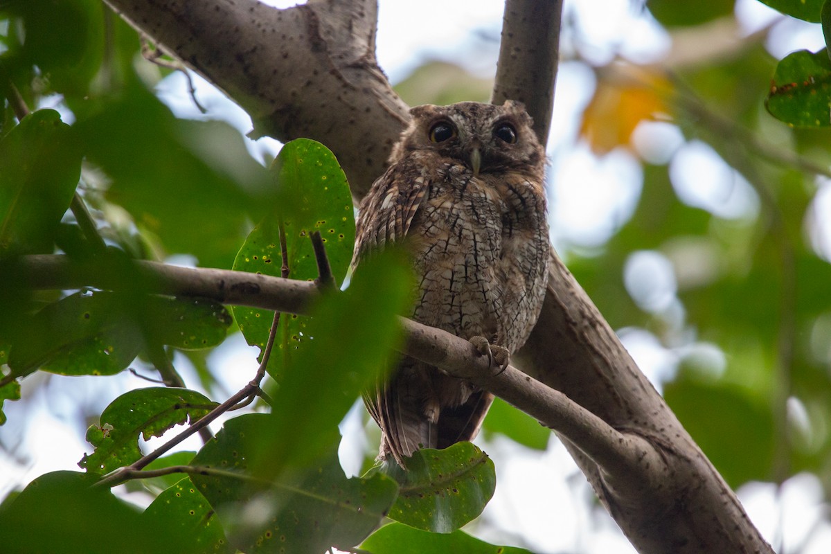 Tropical Screech-Owl - Janis Grant