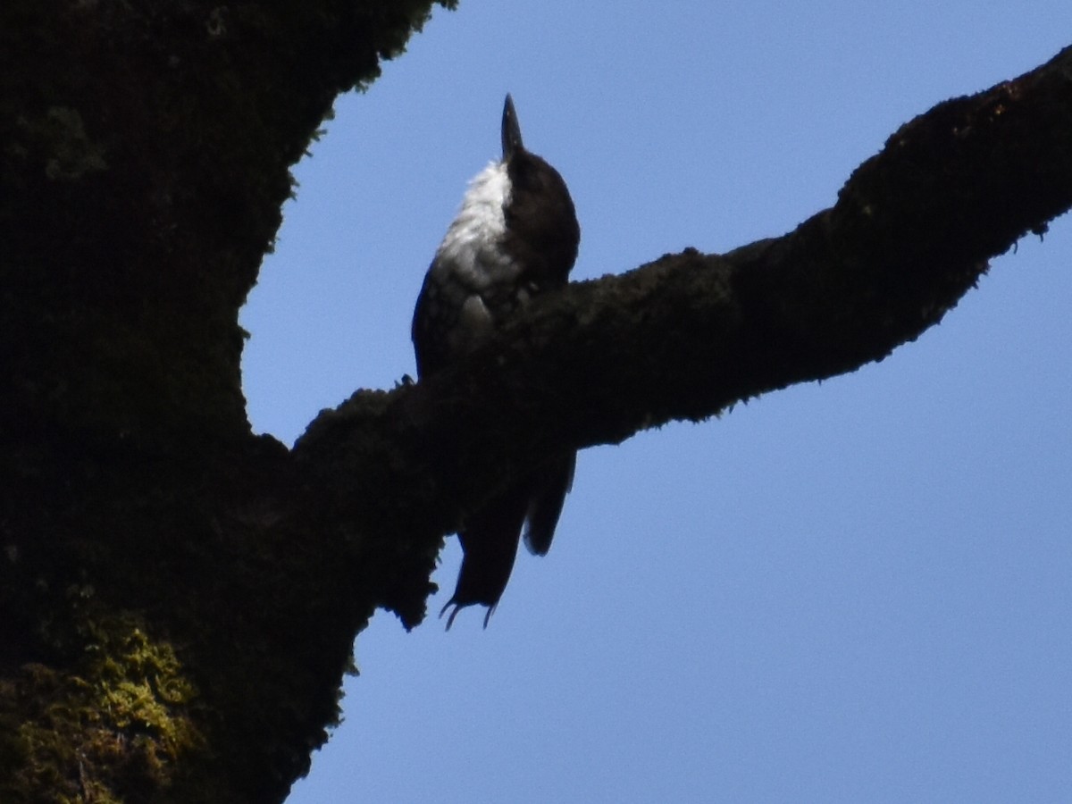 White-throated Treerunner - Pablo Fishwick Mella