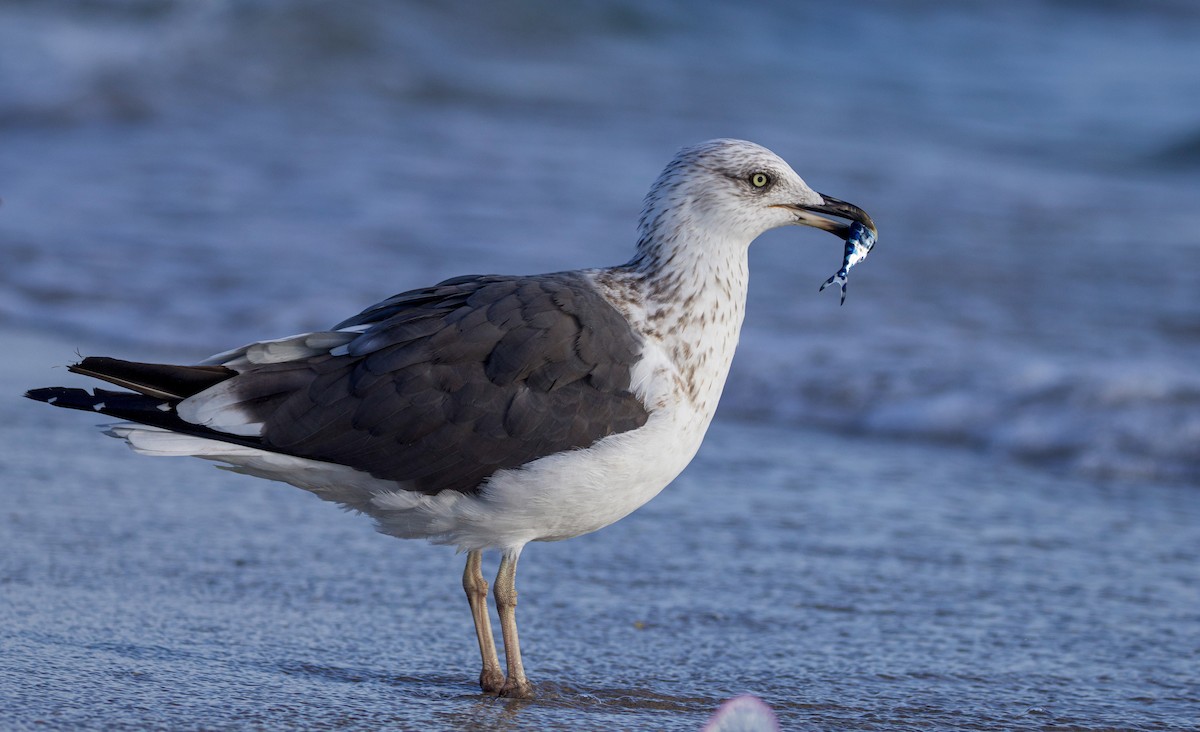 Lesser Black-backed Gull - Braxton Landsman