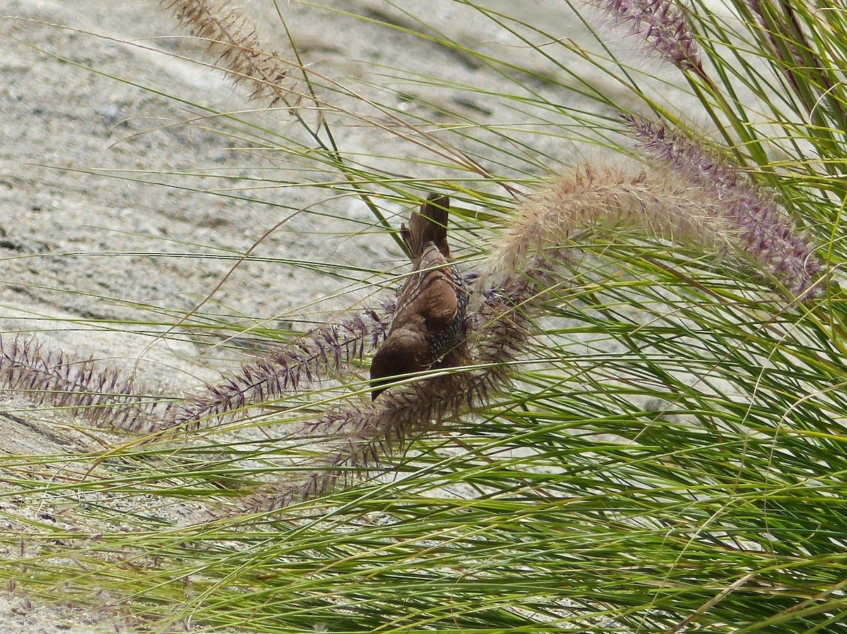 Scaly-breasted Munia (Checkered) - Michael Long