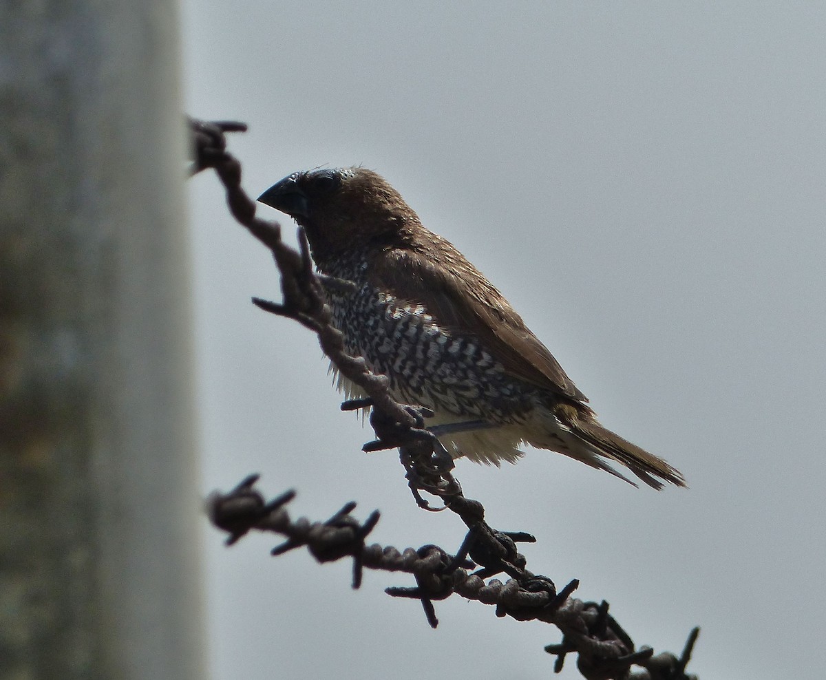 Scaly-breasted Munia (Checkered) - ML54184551