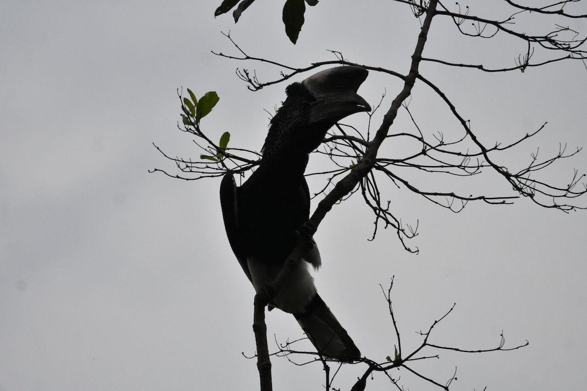 Black-and-white-casqued Hornbill - ML541847281