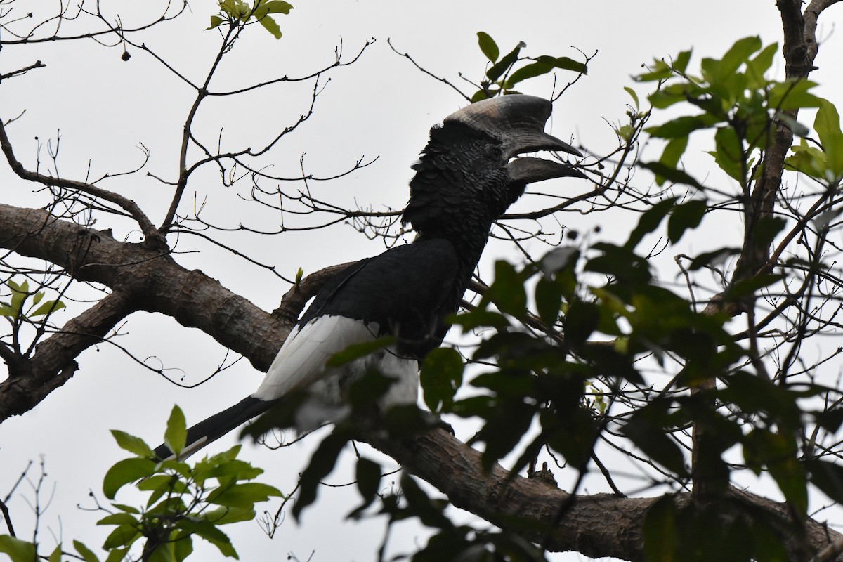 Black-and-white-casqued Hornbill - ML541847291