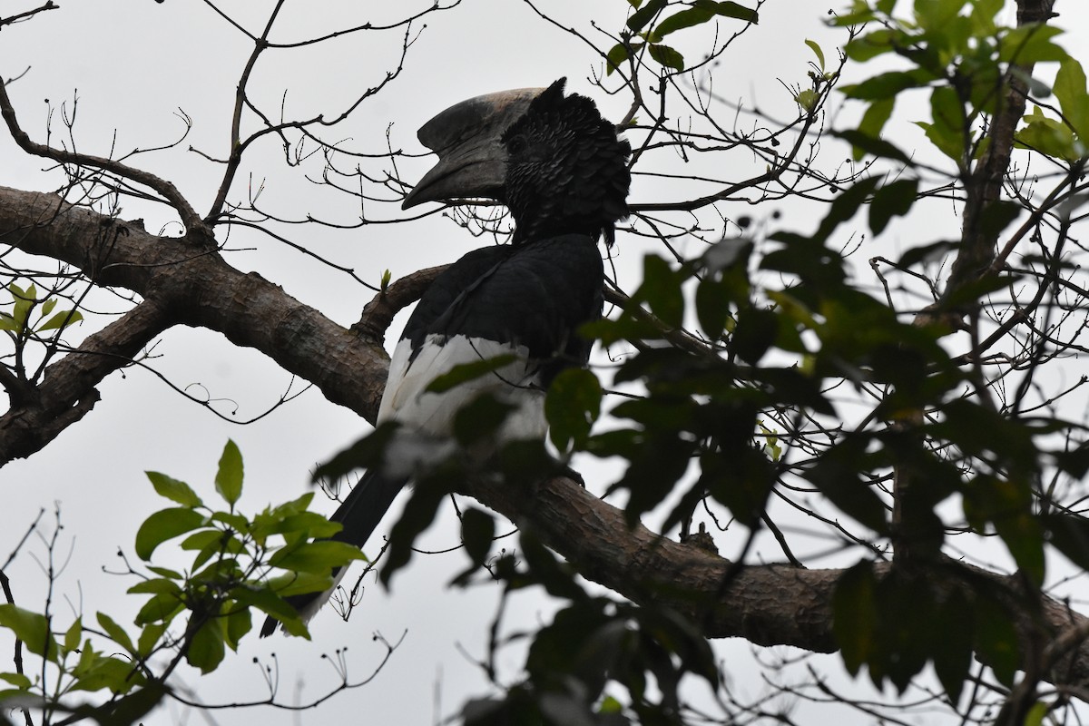 Black-and-white-casqued Hornbill - ML541847581