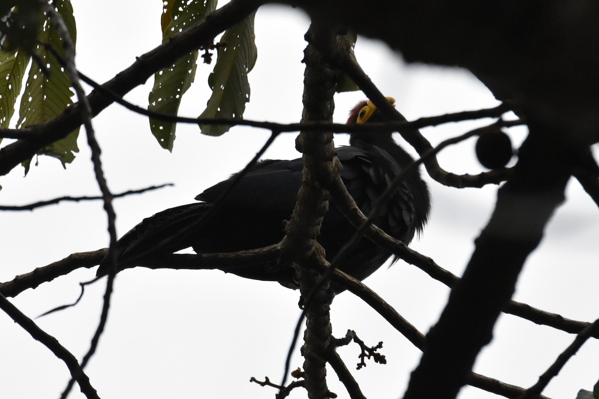 Ross's Turaco - ML541848231