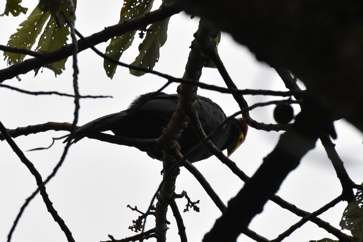 Turaco de Ross - ML541848241