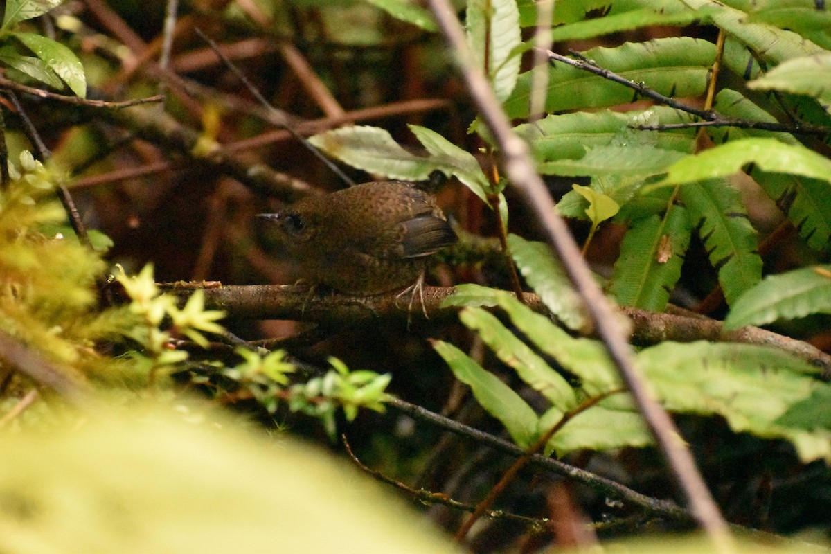 Magellanic Tapaculo - Pablo Fishwick Mella