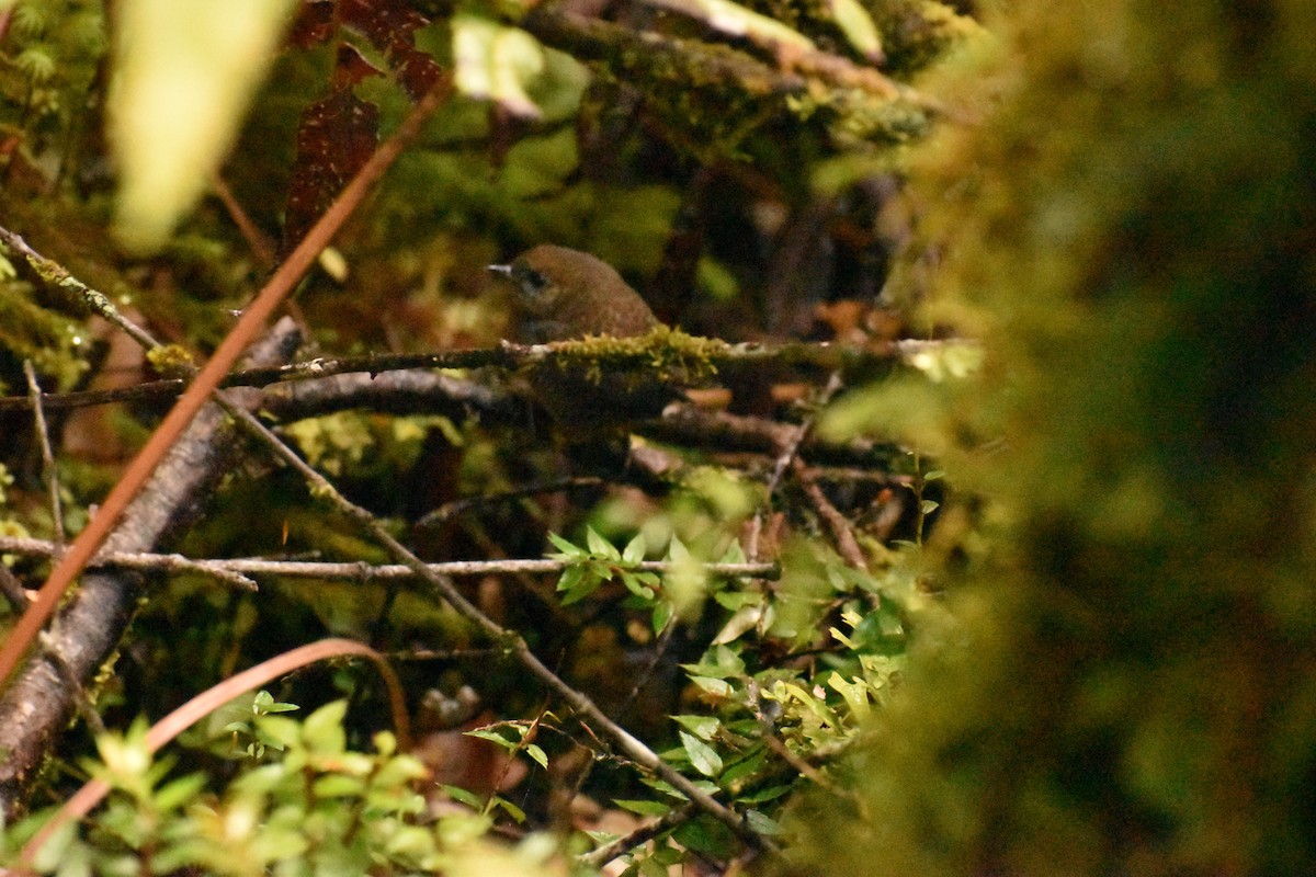 Magellanic Tapaculo - Pablo Fishwick Mella