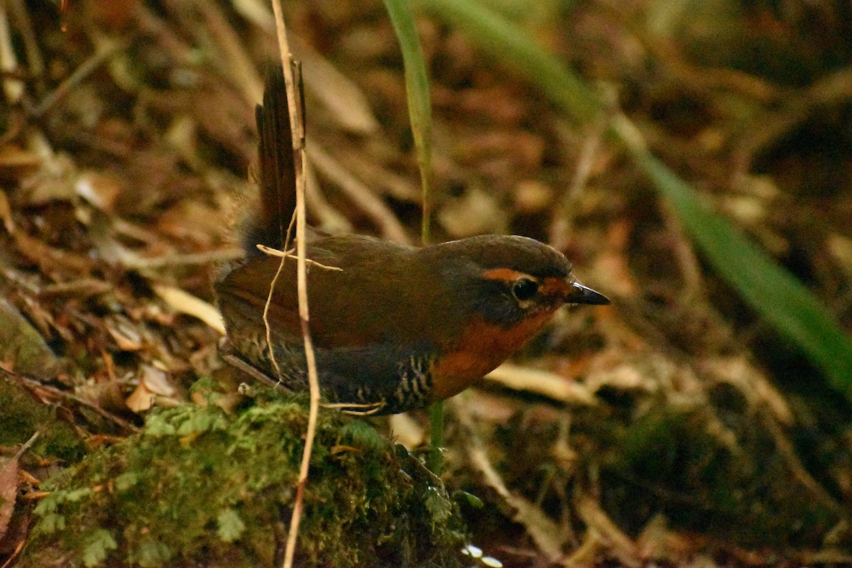 Rotkehltapaculo - ML541848511