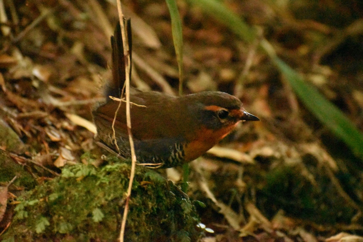 Chucao Tapaculo - Pablo Fishwick Mella