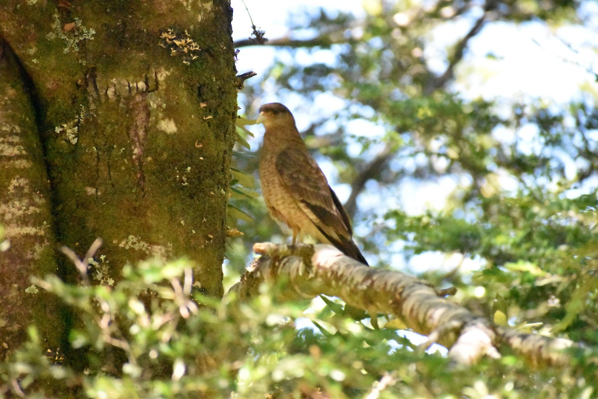 Chimango Caracara - ML541848781