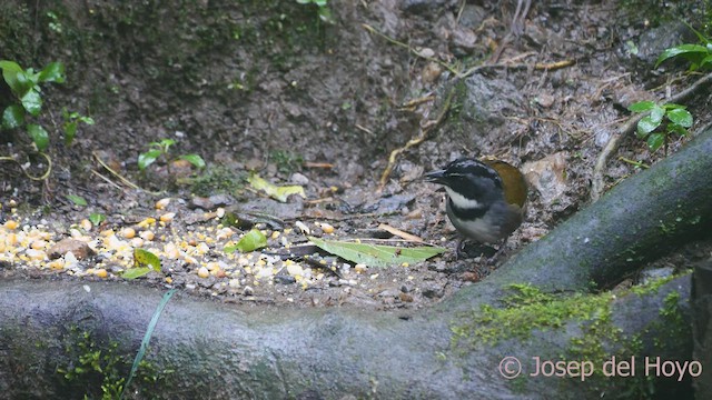 Sierra Nevada Brushfinch - ML541849401