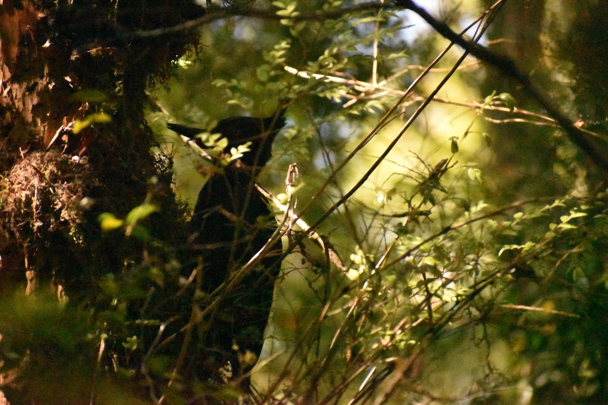 Magellanic Woodpecker - Pablo Fishwick Mella