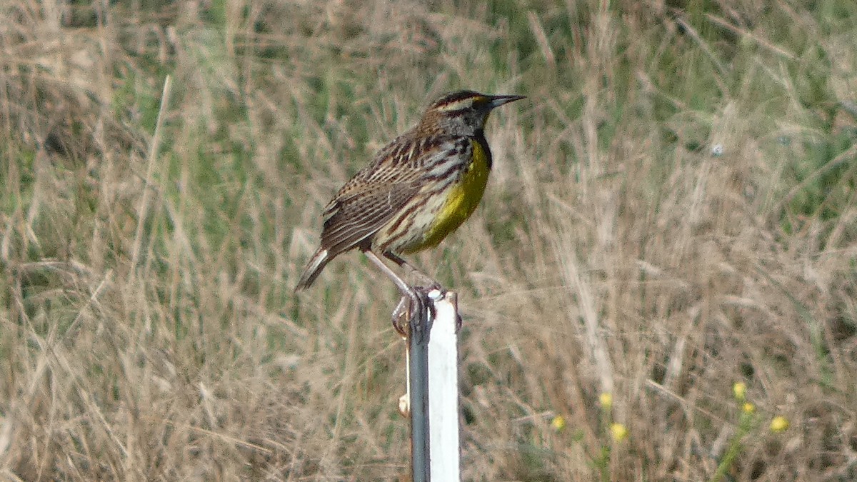 Eastern Meadowlark - Lynn Hollerman