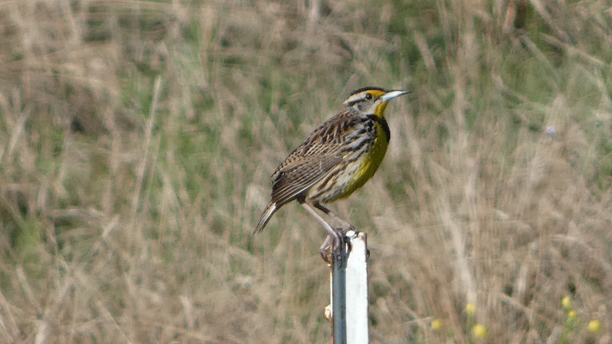 Eastern Meadowlark - ML541850731