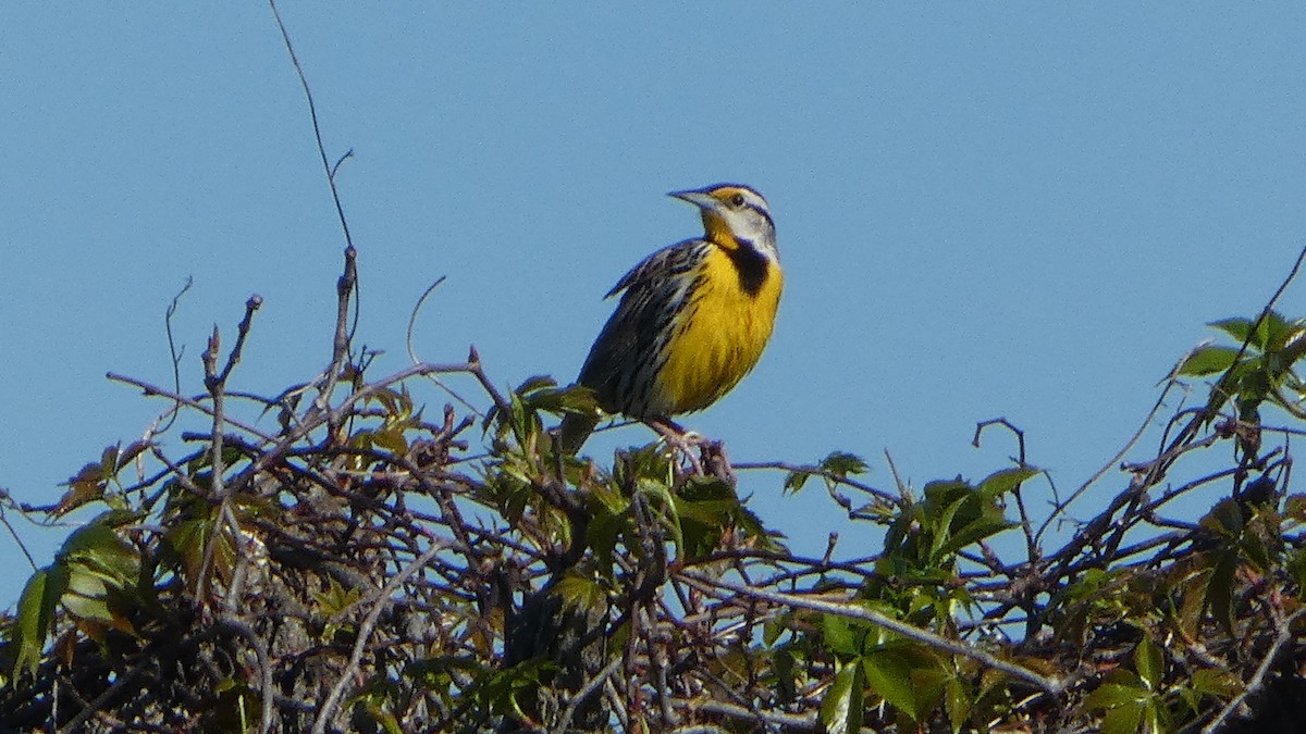 Eastern Meadowlark - Lynn Hollerman