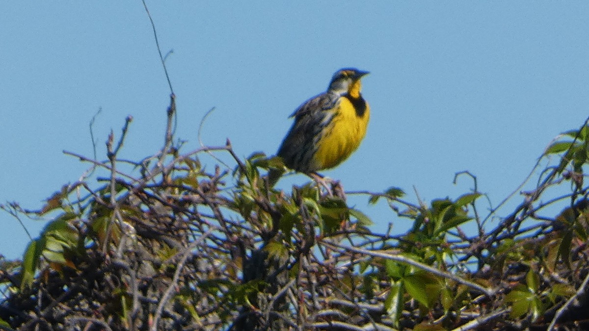 Eastern Meadowlark - ML541850761