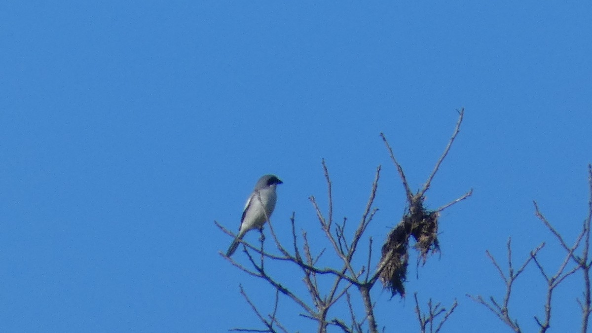 Loggerhead Shrike - ML541851511