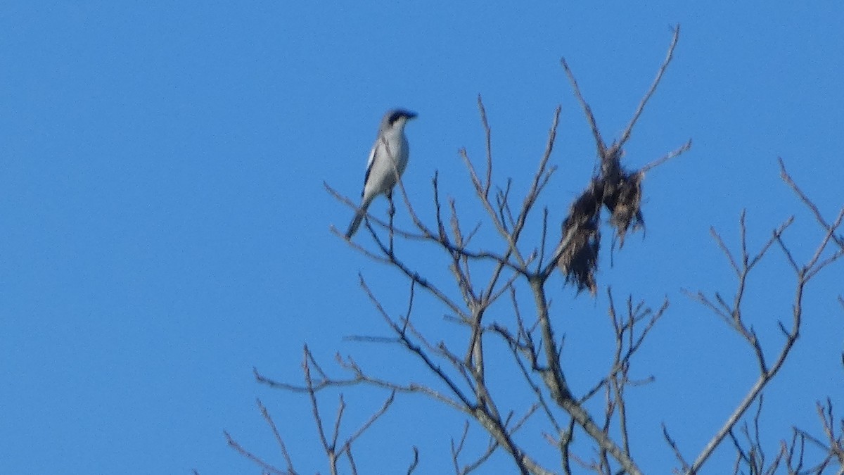 Loggerhead Shrike - Lynn Hollerman