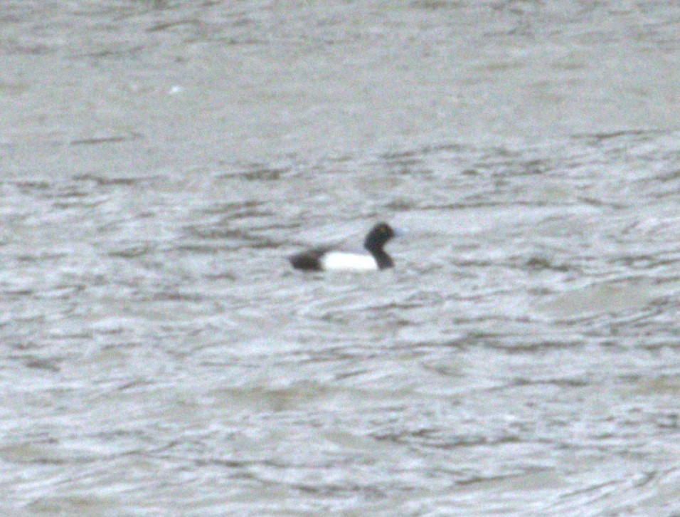 Lesser Scaup - ML541852191