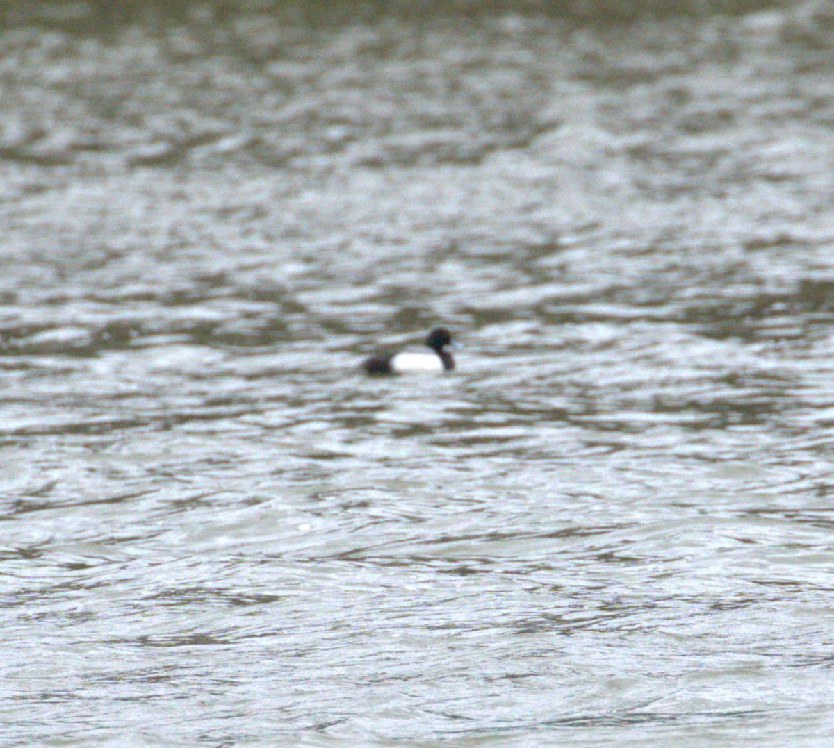 Lesser Scaup - ML541852261