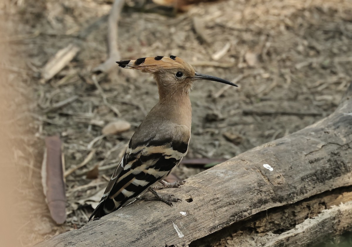 Eurasian Hoopoe - ML541852921