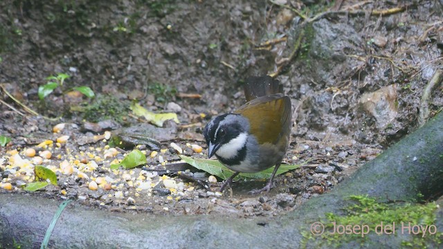 Sierra Nevada Brushfinch - ML541853051