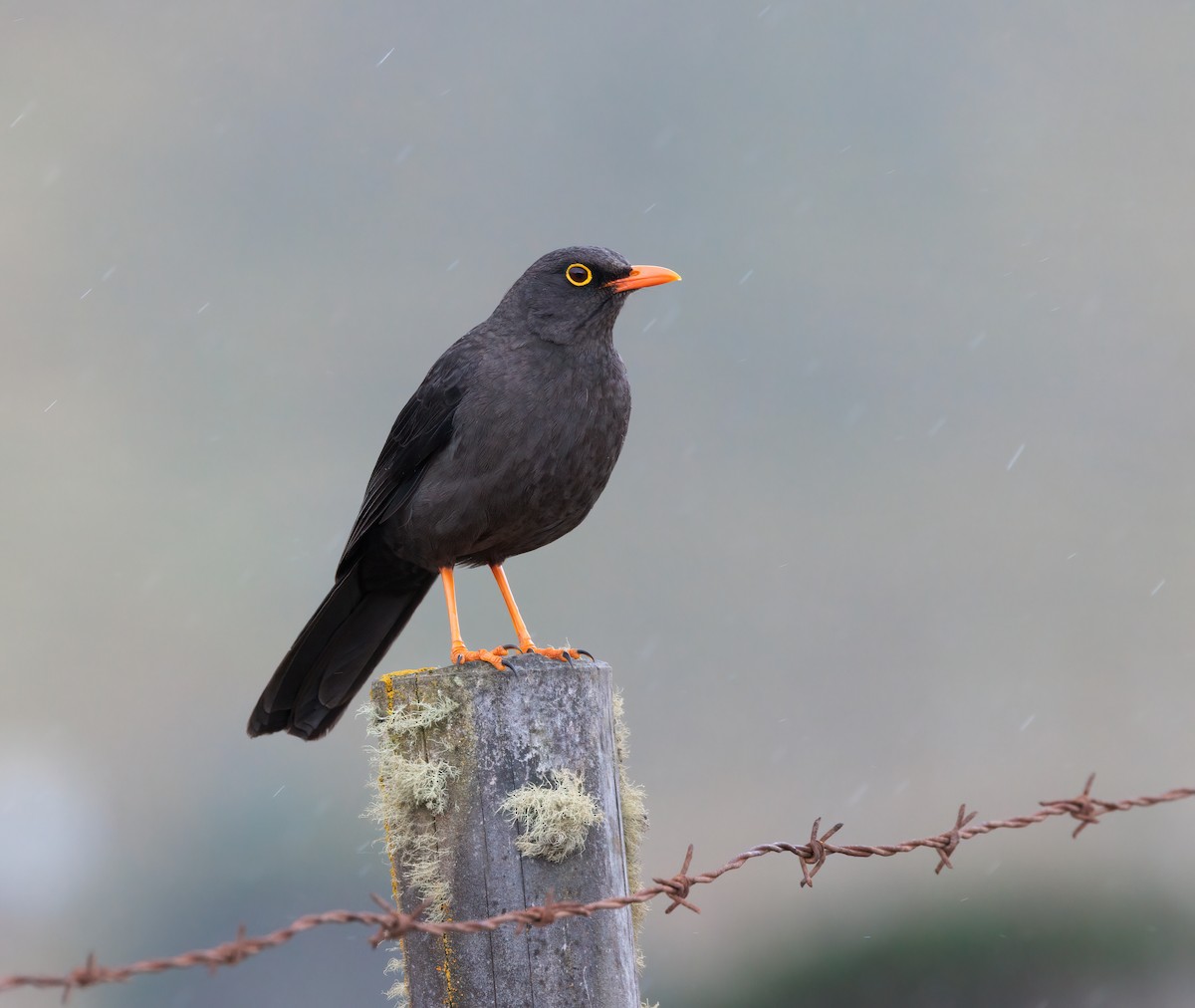 Great Thrush - Nick Bonomo